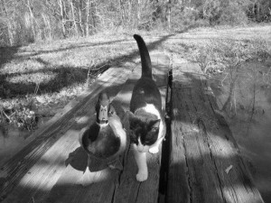 Cat & Duck