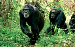 Chimps going to vote